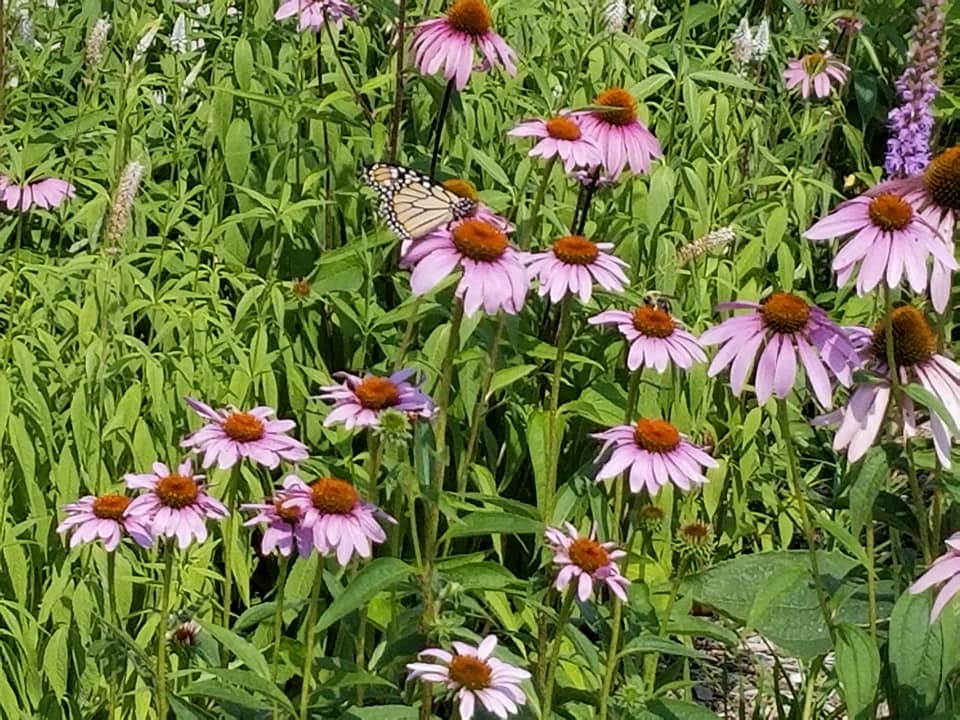 Monarch butterfly